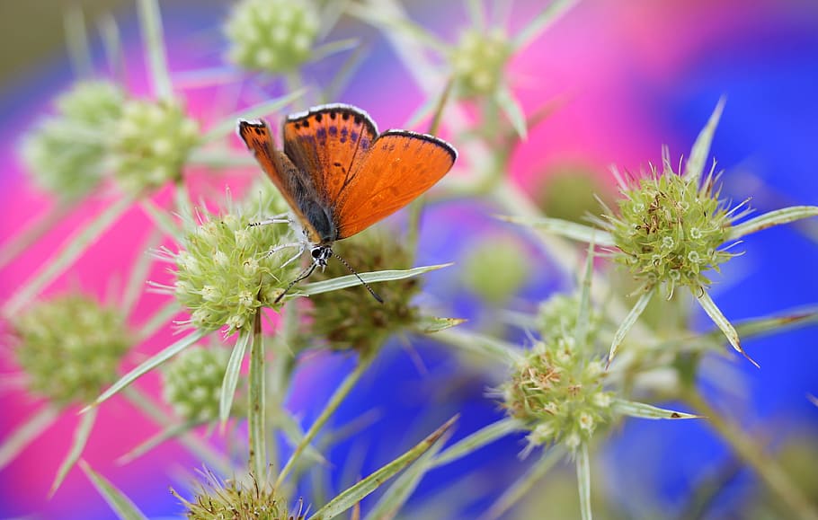 butterfly, red, insecta, wings, nature, coloring, flower, animal themes HD wallpaper