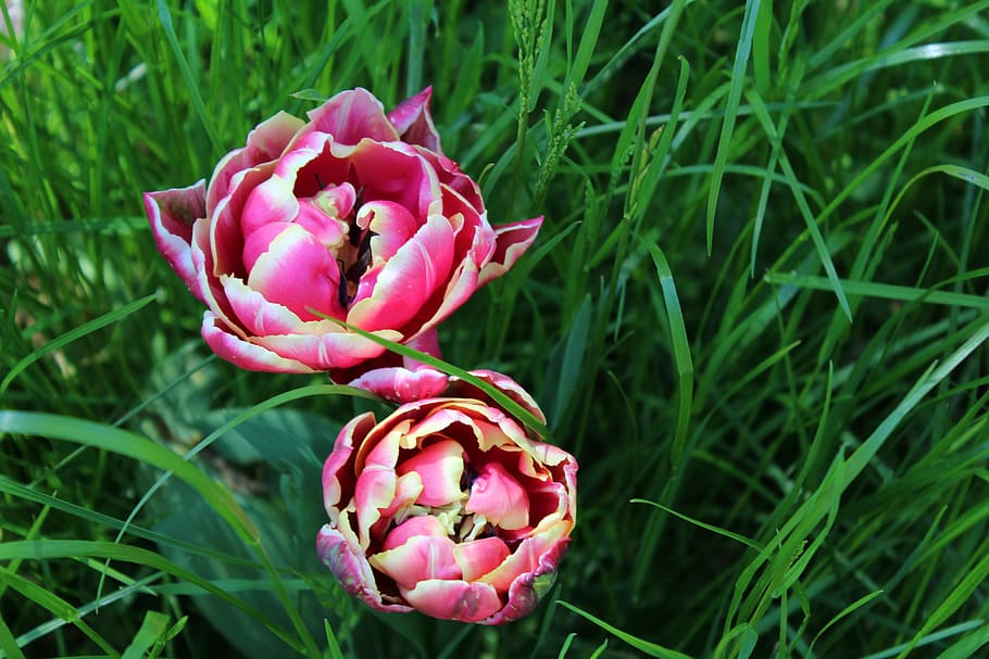 Tulip, Spring, Blossom, Bloom, Flamed, spring flower, nature HD wallpaper