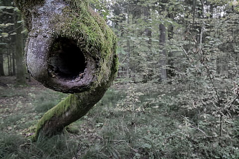 green trees beside tree with moss, forest, shout, eye, scream HD wallpaper