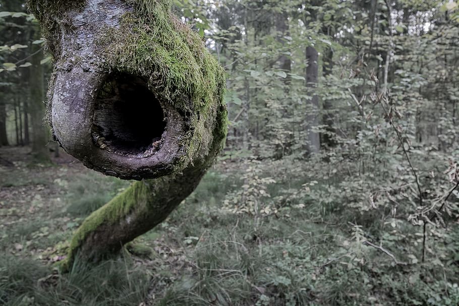 green trees beside tree with moss, forest, shout, eye, scream HD wallpaper