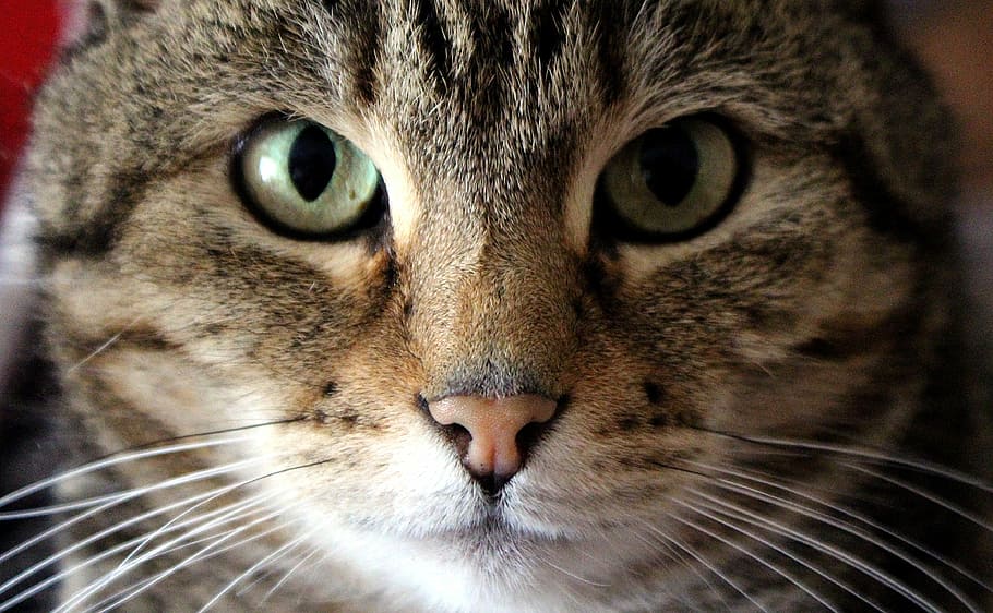 closeup photo of brown tabby cat, Face, Eyes, View, Portrait HD wallpaper