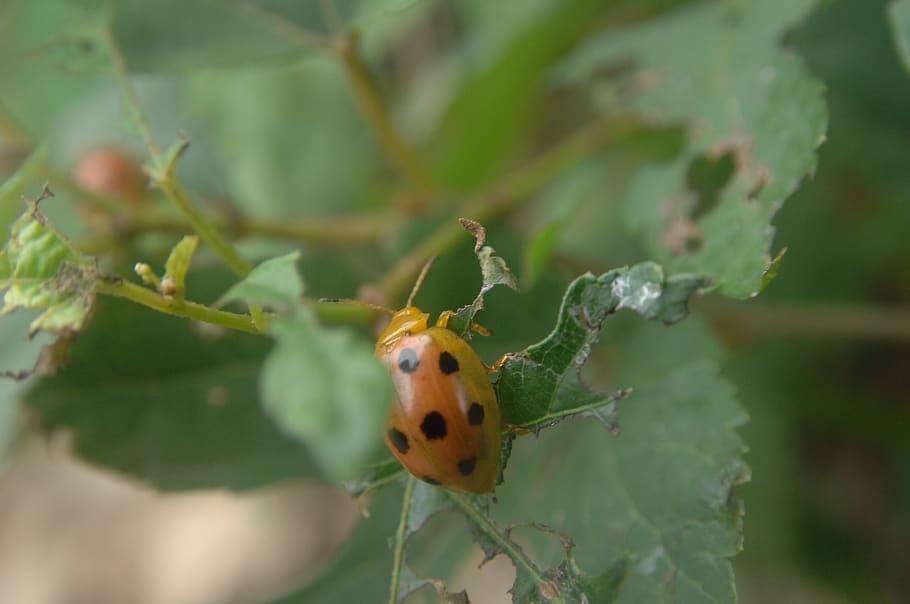 bug, ladybug, red color, makro, one animal, animal themes, animals in the wild HD wallpaper