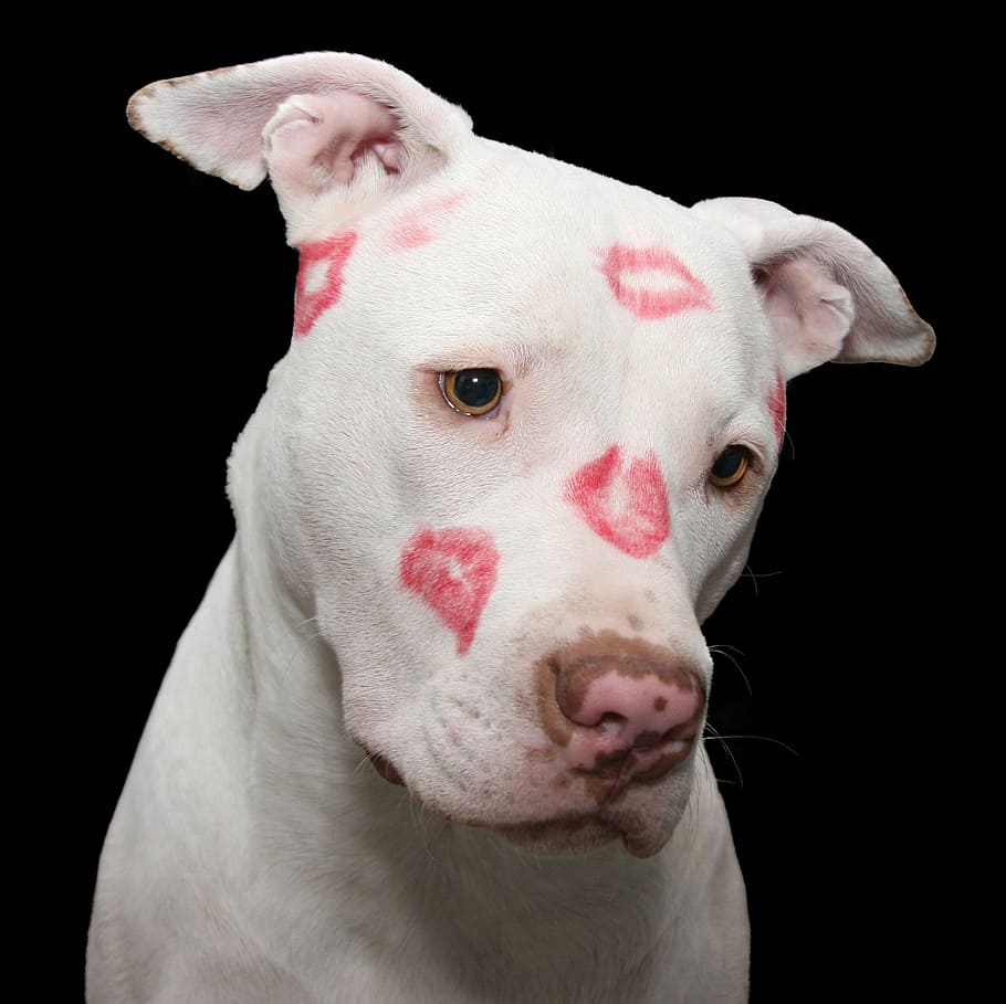 HD wallpaper: adult white American pit bull terrier with kiss mark, dog,  pitbull | Wallpaper Flare