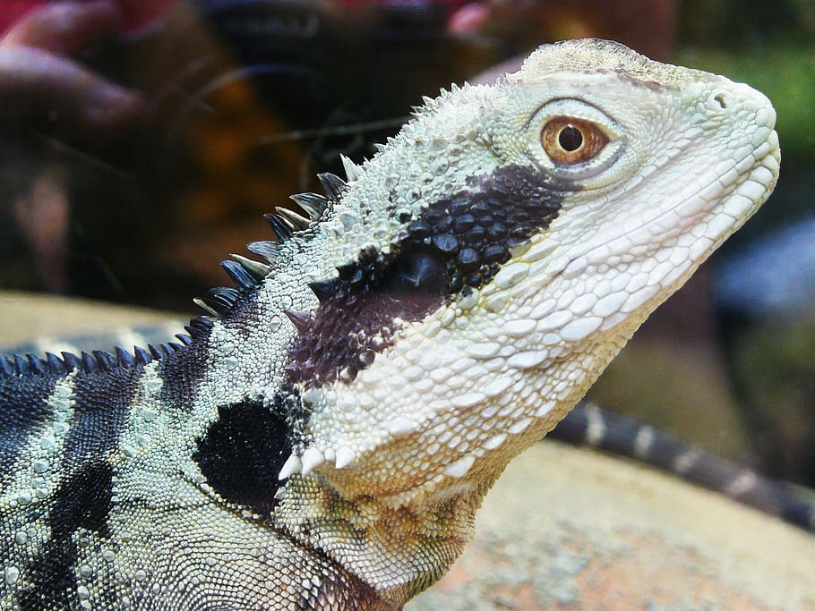 Lizard, Iguana, Animal, one animal, animal body part, close-up HD wallpaper
