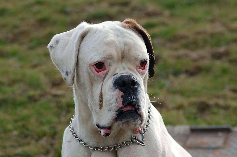 Boxer, Dog, White, pets, domestic animals, animal themes, one animal HD wallpaper