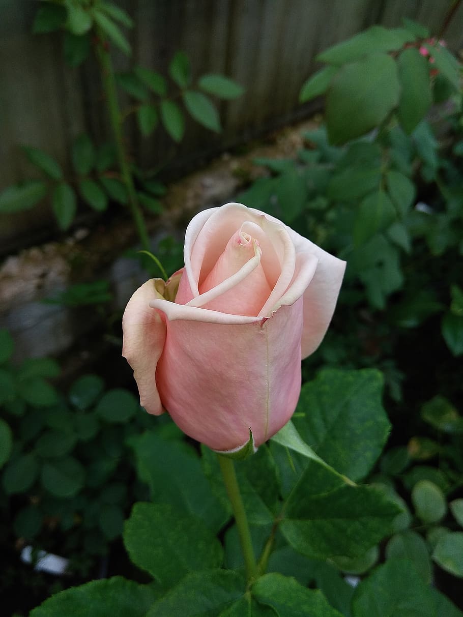 rose, bud, flower, macro, plant, flowering plant, beauty in nature HD wallpaper