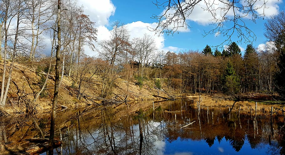 body of water beside withered trees, nature, waters, wood, landscape HD wallpaper