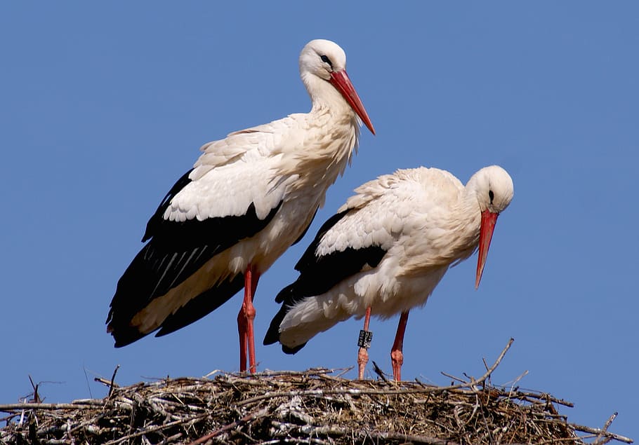 two white flamingos standing on nest, stork, bird, birds, storchennest