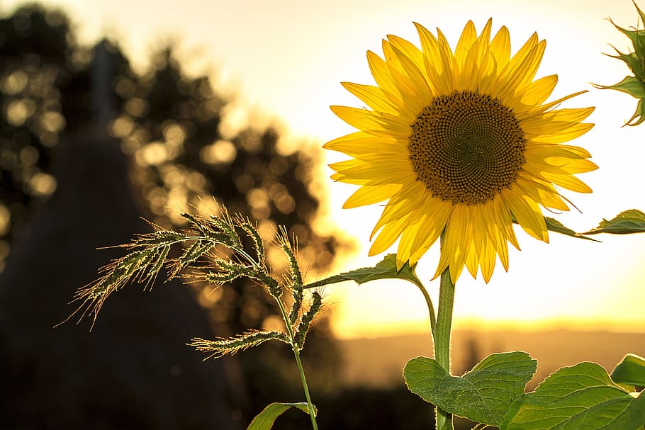 yellow Sunflower in closeup photo, summer, nature, field, sunflower field HD wallpaper