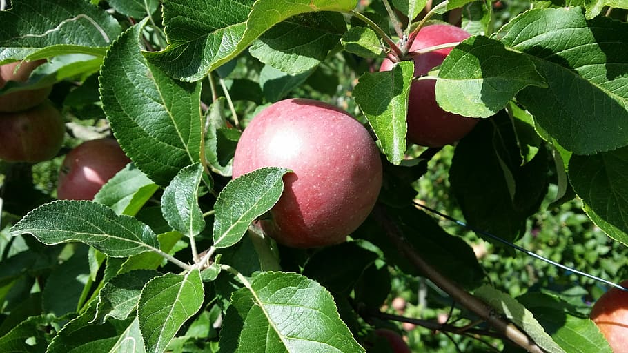 Apple, Tree, Autumn, leaf, fruit, healthy eating, food and drink HD wallpaper