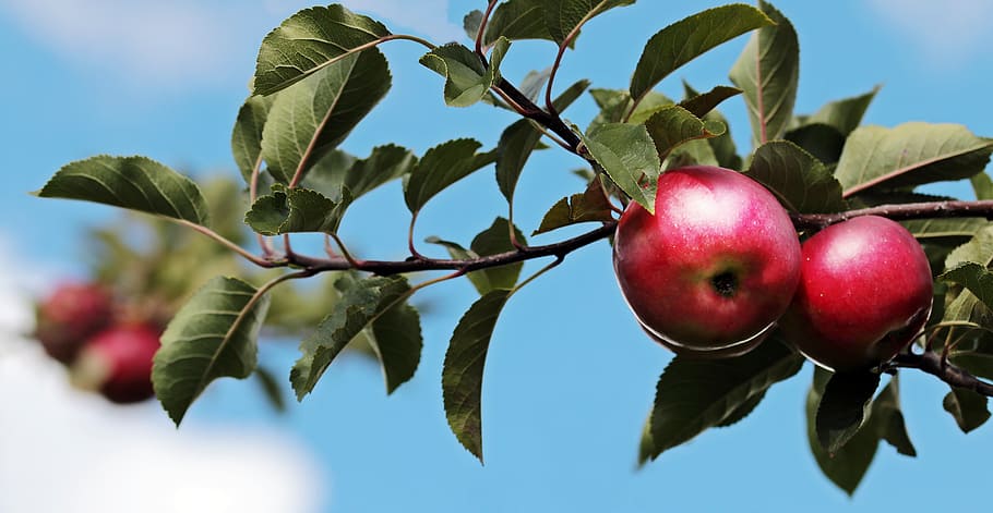 selective focus photography of red apple, apple orchard, sky, HD wallpaper