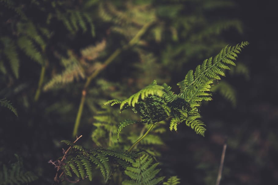 selective focus photo of fern plant, selective focus photography of green leafed plant HD wallpaper