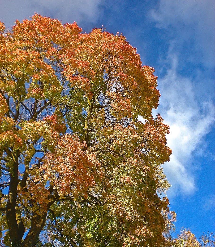 autumn, tree, yellow, nature, sky blue, leaf blue skies, golden autumn HD wallpaper