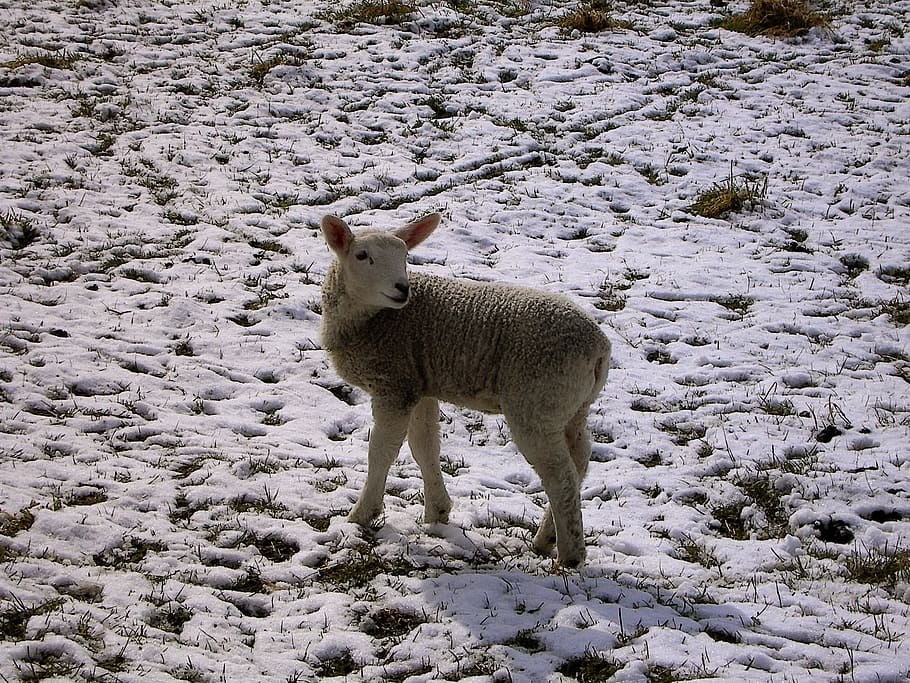Winter, Lamb, Easter, schäfchen, one animal, animal themes HD wallpaper
