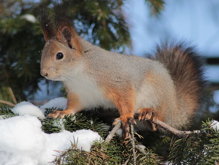 beige squirrel on green trunk at daytime, red, cute, animal HD wallpaper