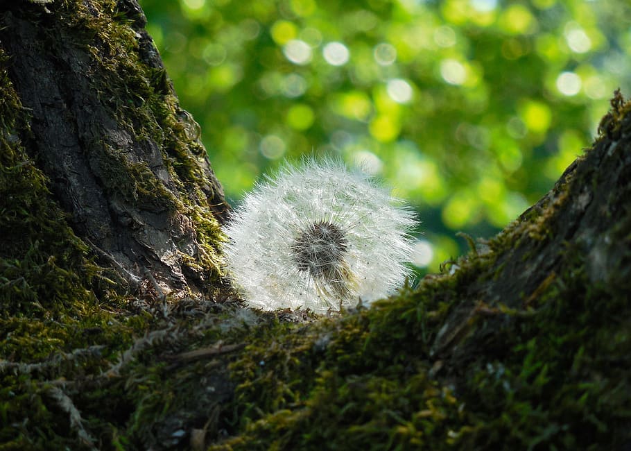 faded dandelion, fluff, tree, summer, plant, nature, growth HD wallpaper
