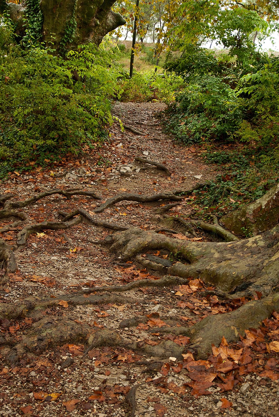 Trail, Forest, Roots, Undergrowth, leaves, nature, tree, outdoors HD wallpaper