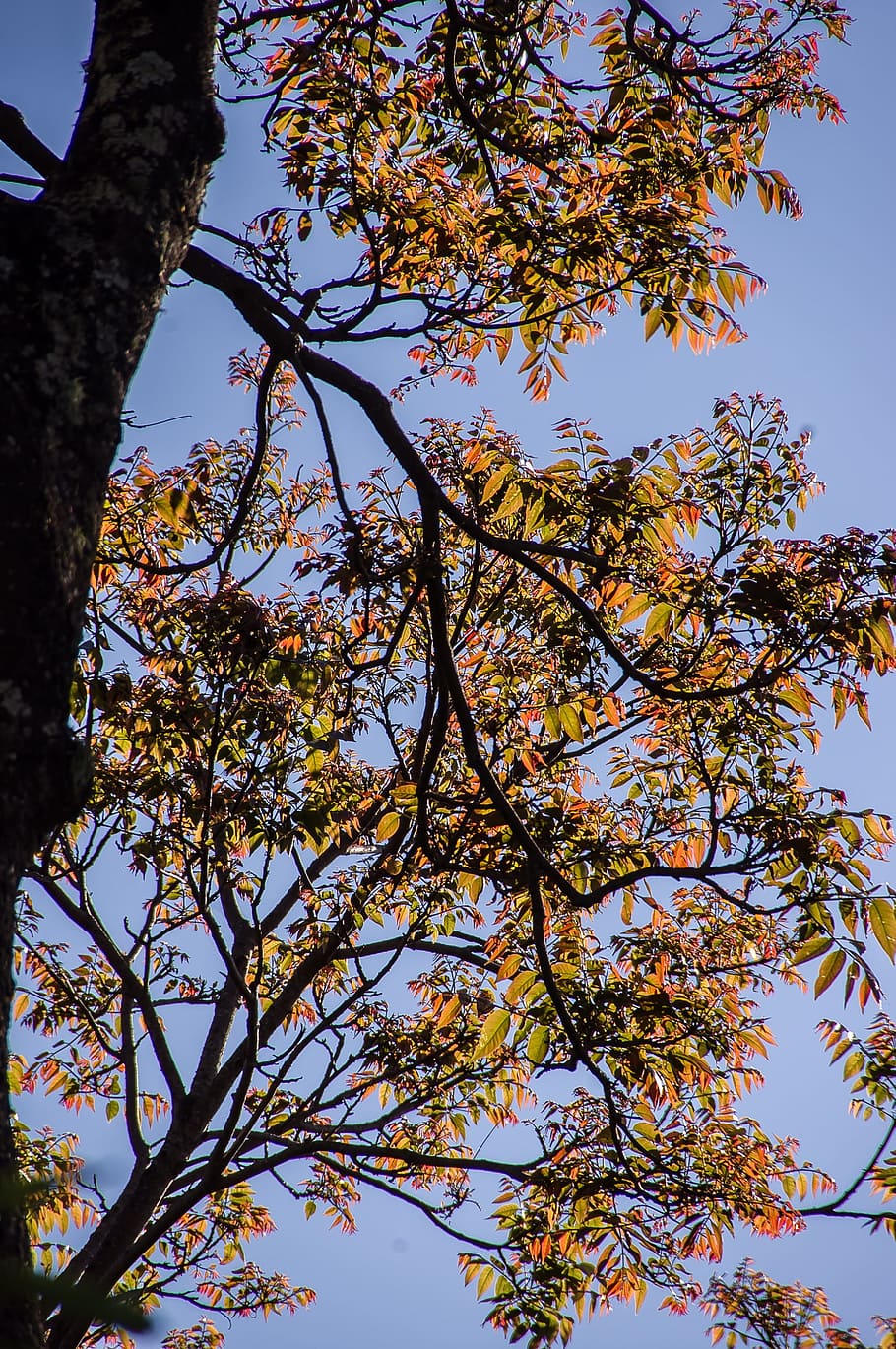 Tree, Leaves, Growth, Pink, sky, new, orange, spring, branches HD wallpaper