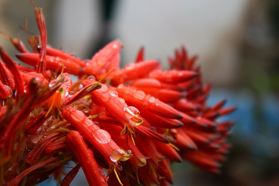 water, drops, flower, rain, drop of water, nature, plant, red HD wallpaper