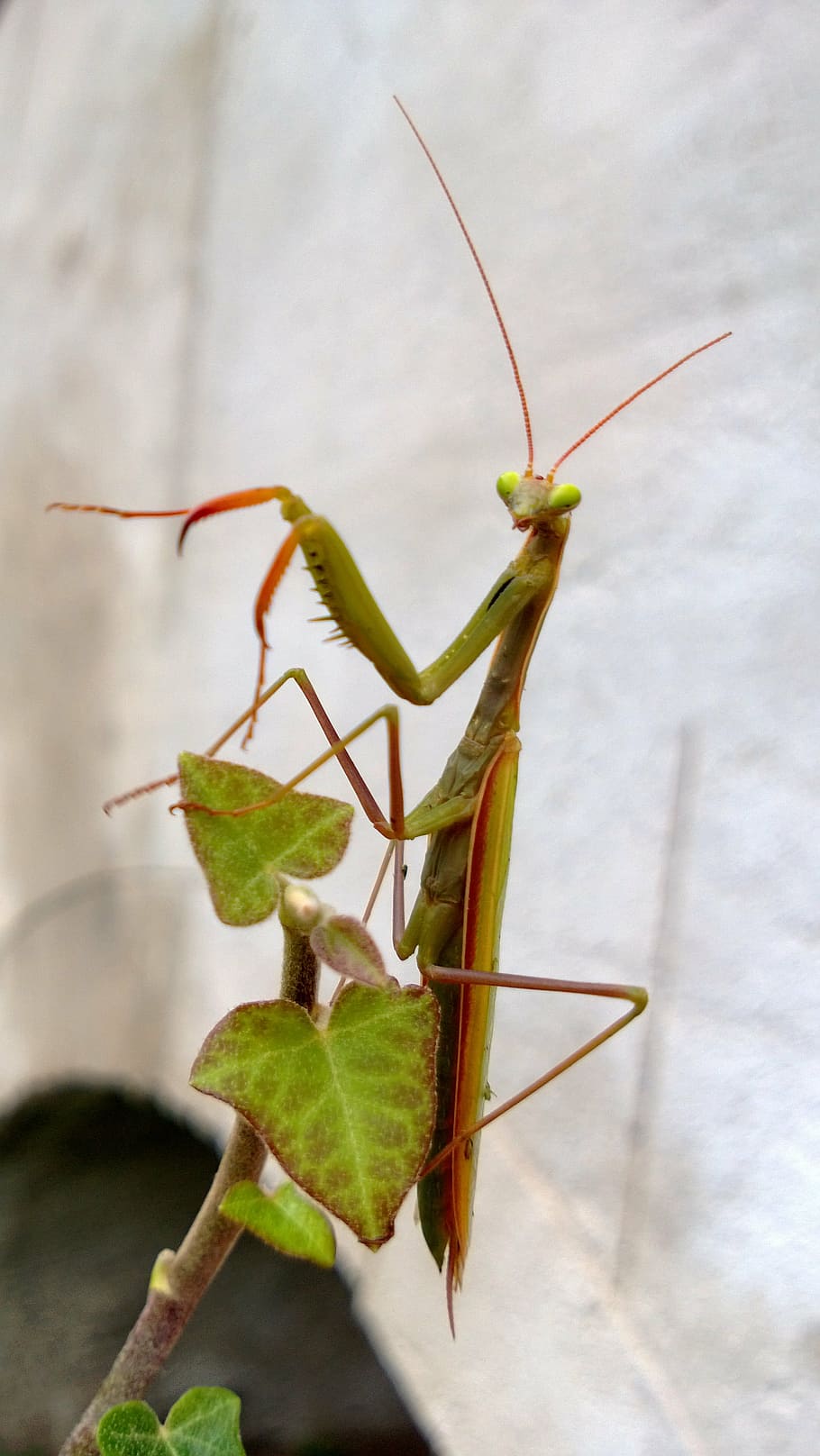 Flower Mantises