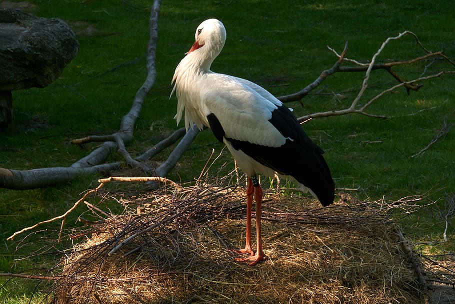 stork, bird, rattle stork, storchennest, vertebrate, animal, HD wallpaper