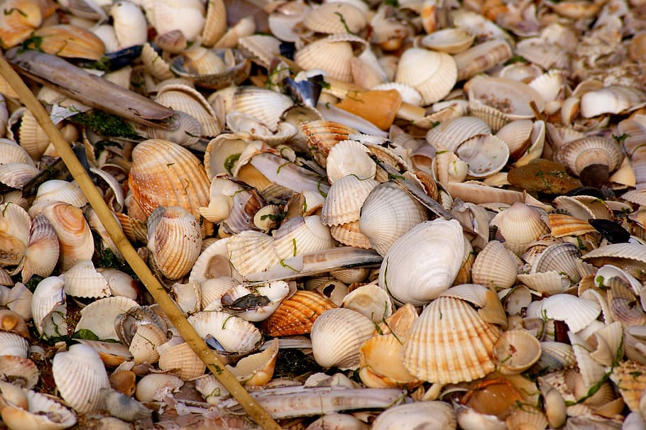 Mussels, Mess, Color, Beach, many, holidays, shells, quantitative, HD wallpaper