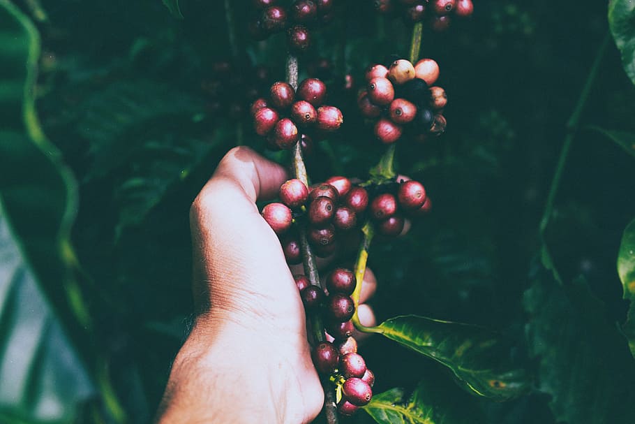 person holding red berries on stem, red fruit lot, berry, hand HD wallpaper