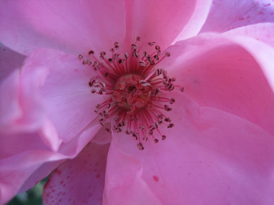 flower, rose, bloom, pink, soft, delicate, centre, stamen, dainty HD wallpaper