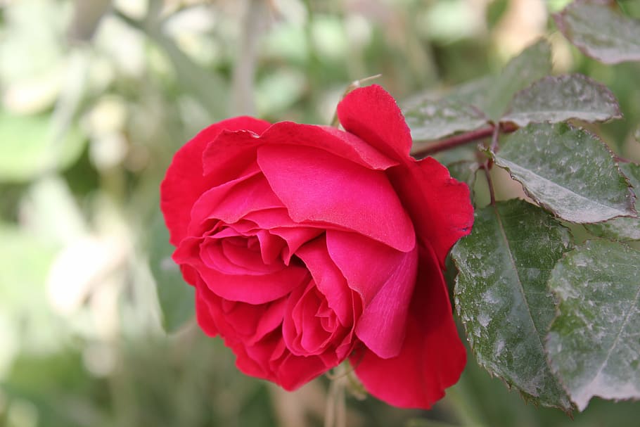 rosa, love, flower, flowering plant, beauty in nature, petal HD wallpaper
