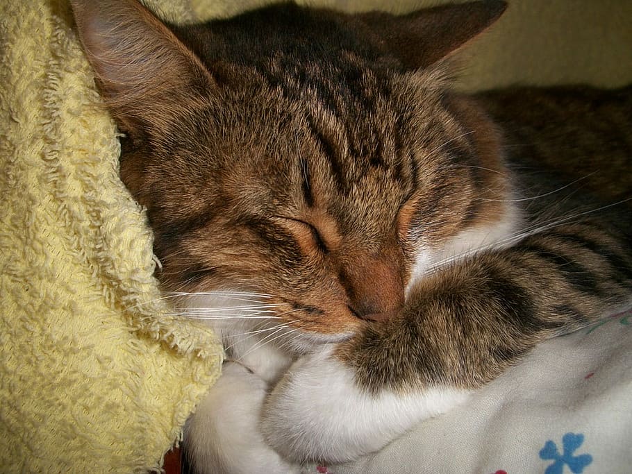 Cat, Nap, Sleeping, Kitty, napping, resting, domestic Cat, pets HD wallpaper
