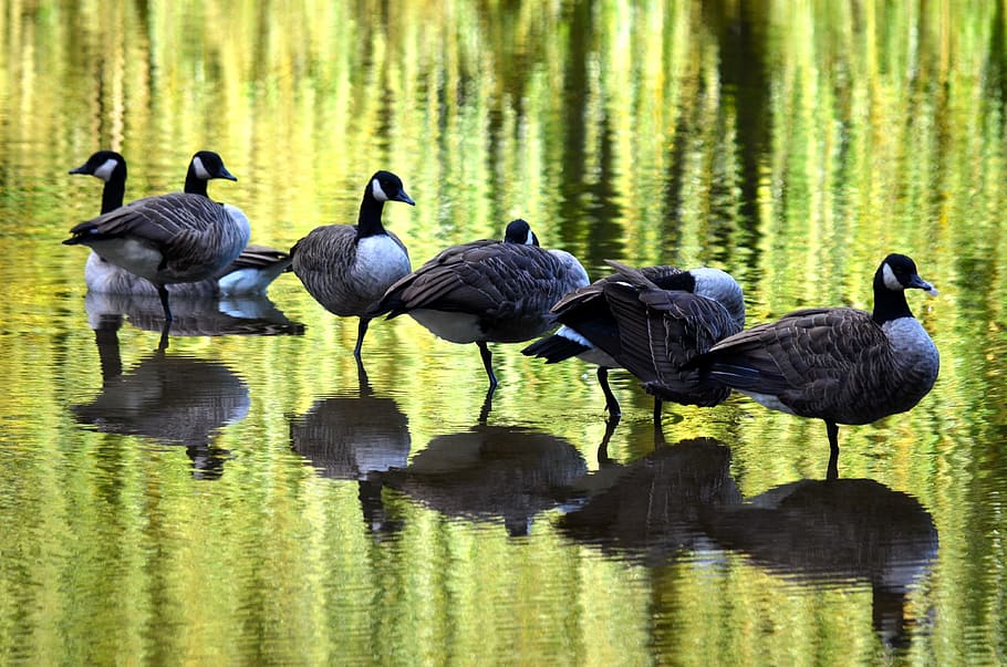 Bird, Ponds, Water, nature, animal, lake, wildlife, animals And Pets HD wallpaper