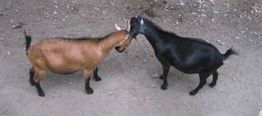 Tits, Goat, Cap, Battle, Animals, nature, wildlife, mammal HD wallpaper