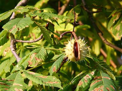 Chestnut Tree, Tree, Branch, leaves, chestnut leaves, prickly HD wallpaper