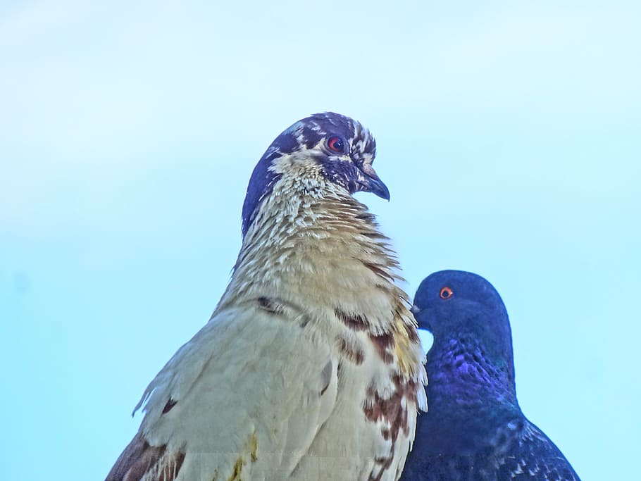 Pigeons, Chicks, Acapulco, bird, animal, nature, wildlife, feather HD wallpaper