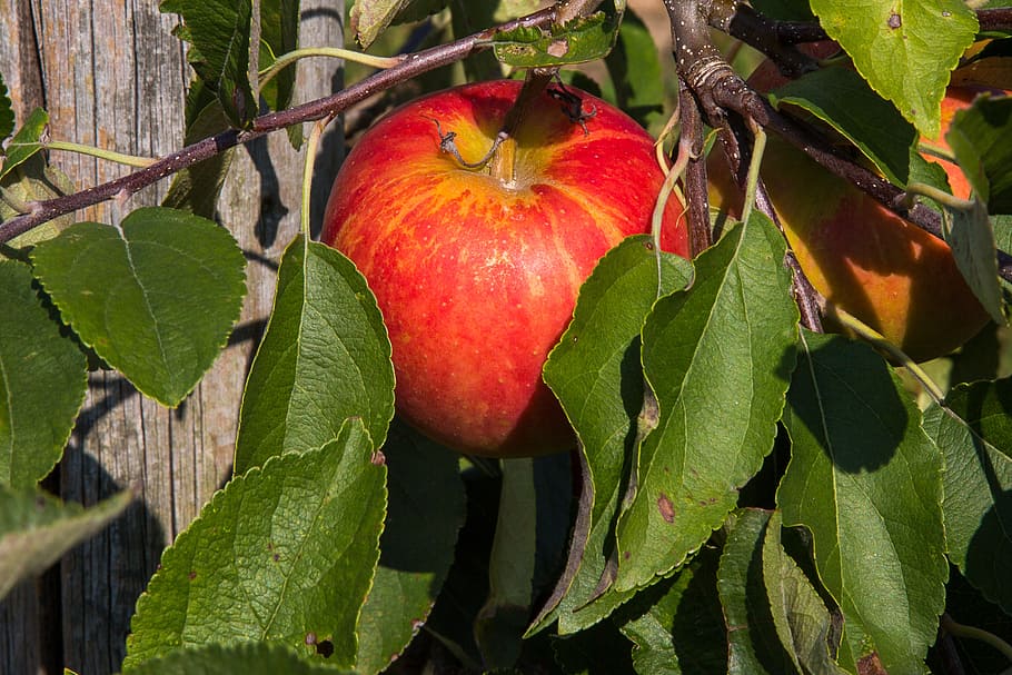 apple, apple tree, fruit, food, ripe, vegetarian, leaf, plant part HD wallpaper