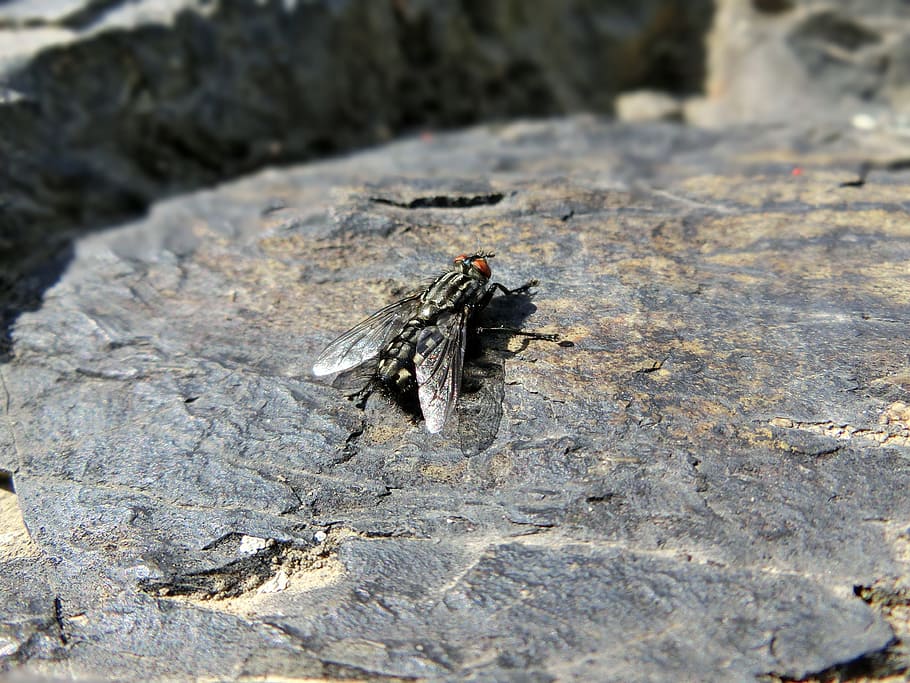 Fly, Housefly, Insect, Stone, Close, one animal, animal themes HD wallpaper