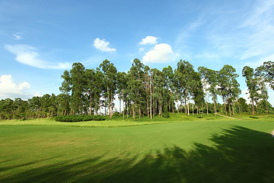 golf course, green space, landscape, tree, sky, green color HD wallpaper