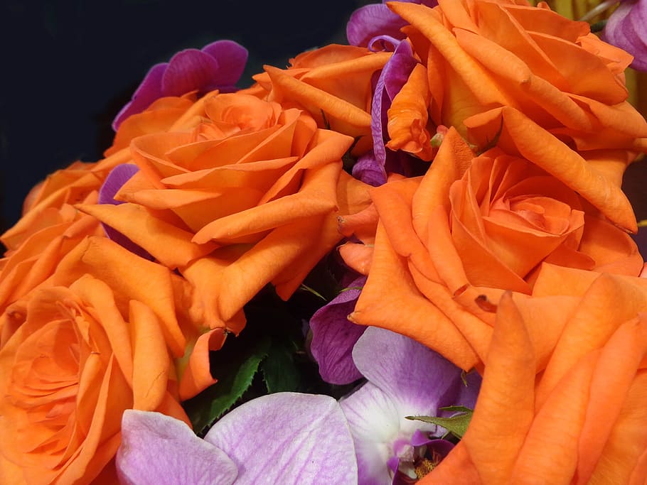 Orchards, Roses, Orange, Lilac, Nature, colorful, floral, romance HD wallpaper