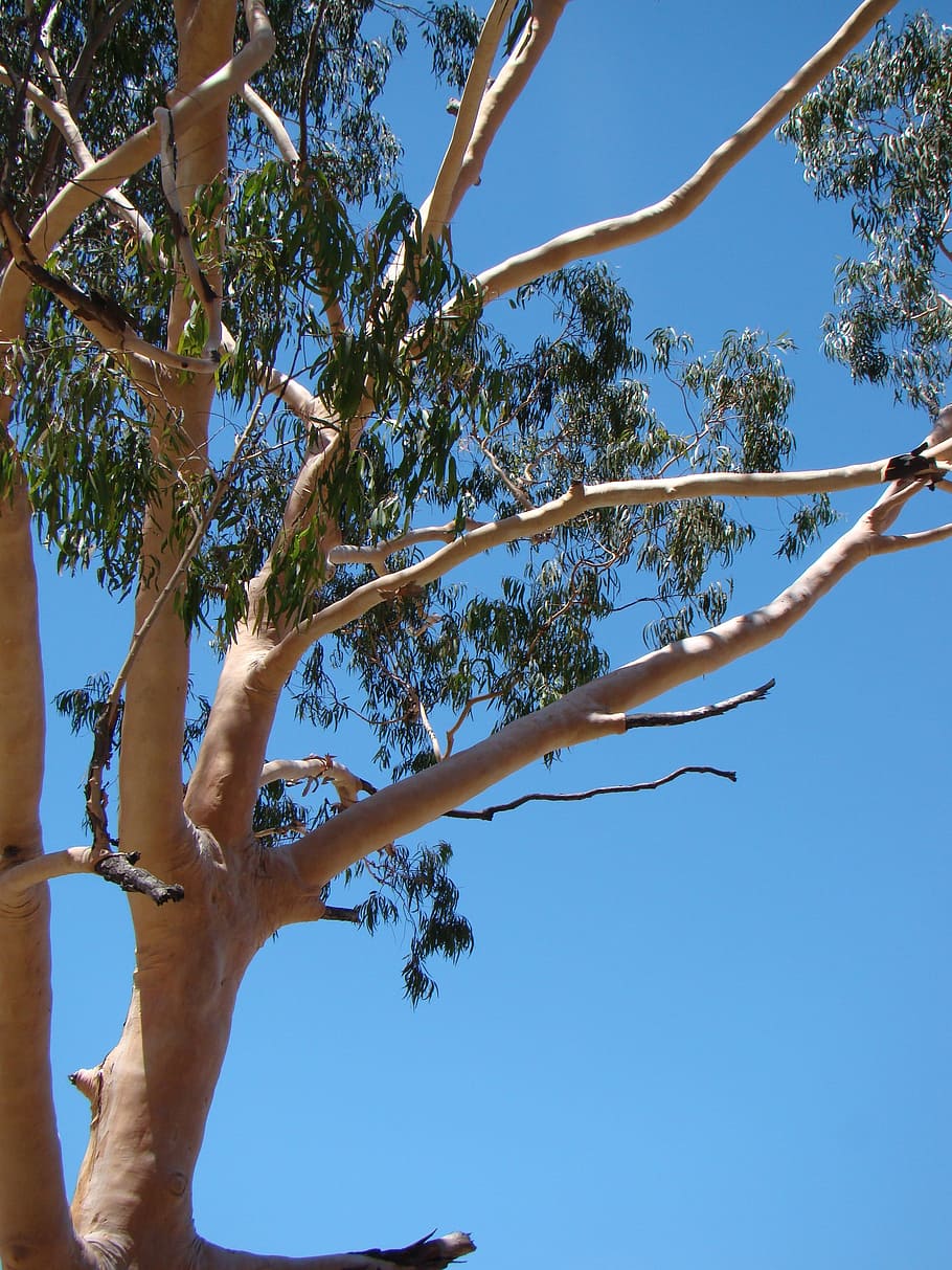 Eucalyptus, Gum Tree, Australia, nature, native, natural, flora, HD wallpaper