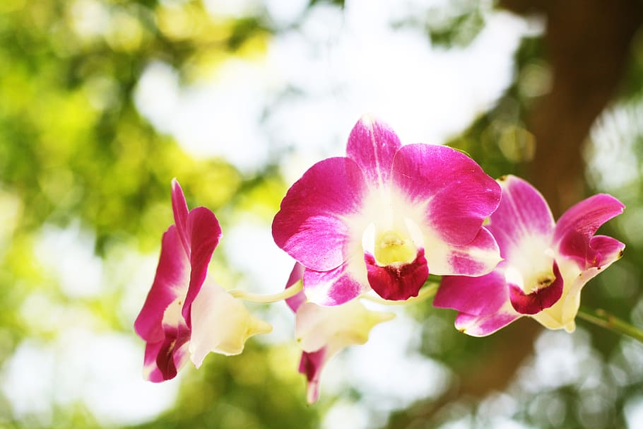flower, tree, nature, spring, plant, leaf, green, season, natural HD wallpaper