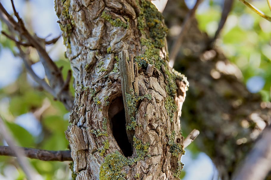 Tree, Weathered, Erosion, Log, Knothole, gnarled, nature, close HD wallpaper