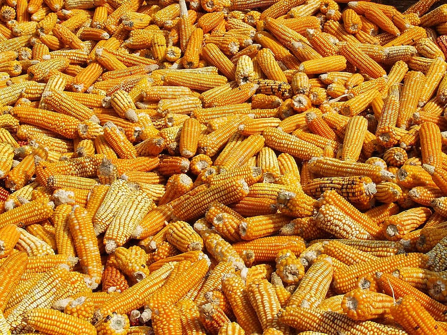 fill the frame photography of corns, drying, annapurna, nepal HD wallpaper