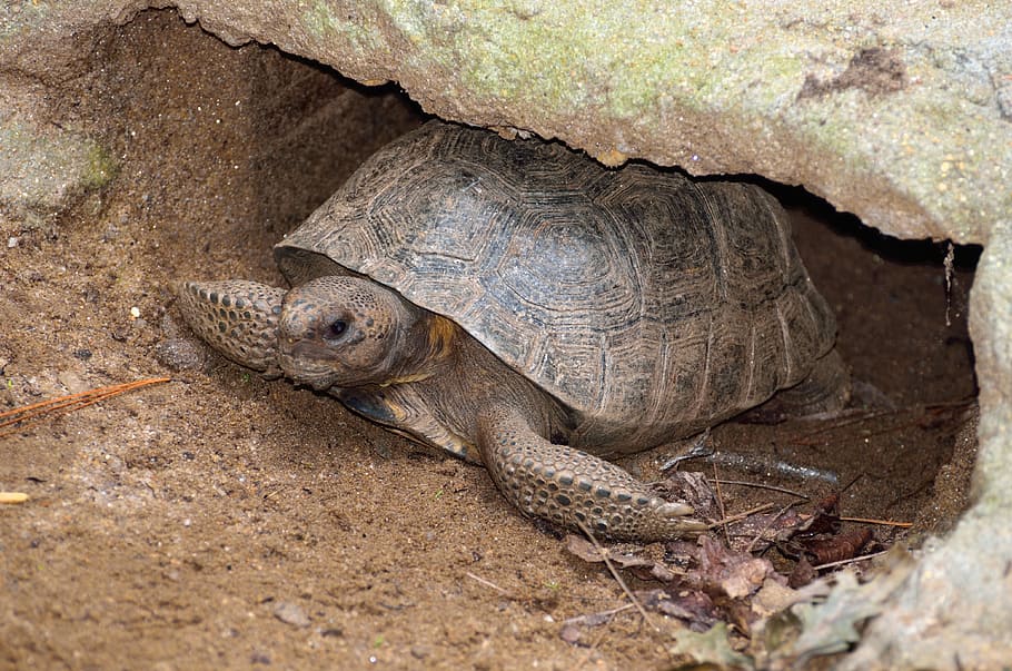 Gopher, Turtle, Wildlife, Reptile, gopher turtle, tortoise HD wallpaper