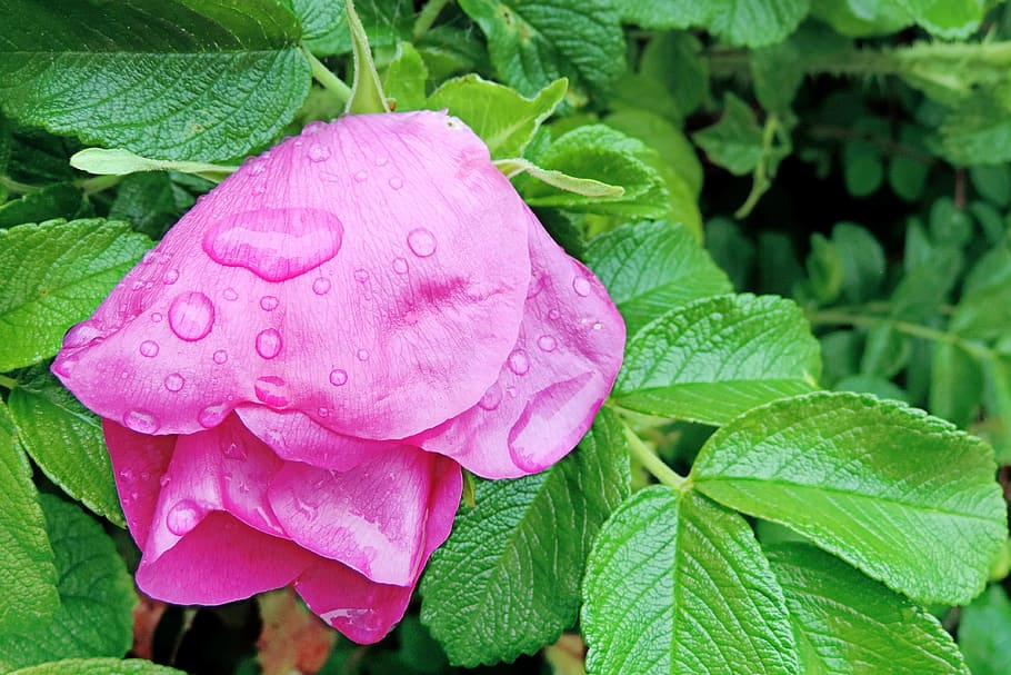 blossom, bloom, wild rose, raindrop, pink, leaf, plant part HD wallpaper