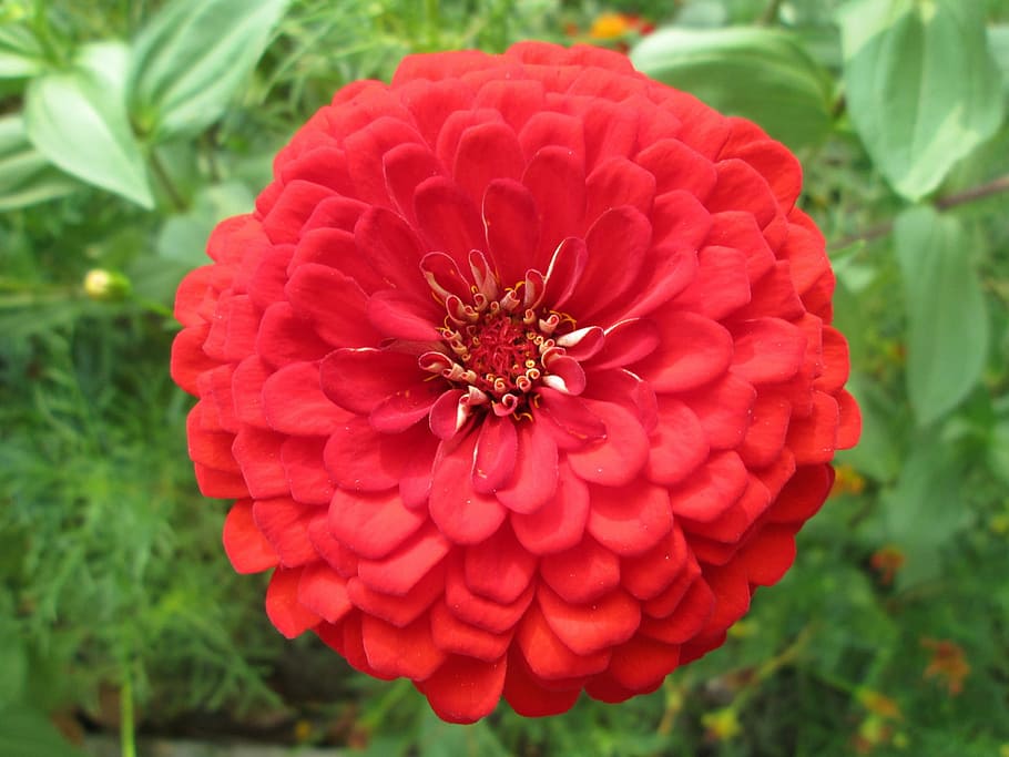 Flower, Garden, Garden, Plant, park, red, petal, growth, beauty in nature, HD wallpaper