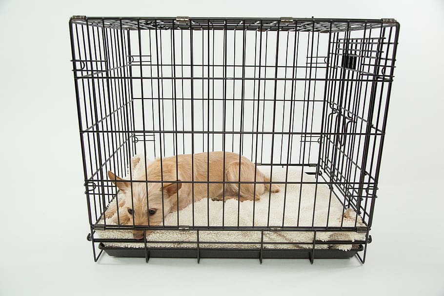 adult brown cairn terrier in cage, dog, only, one animal, mammal