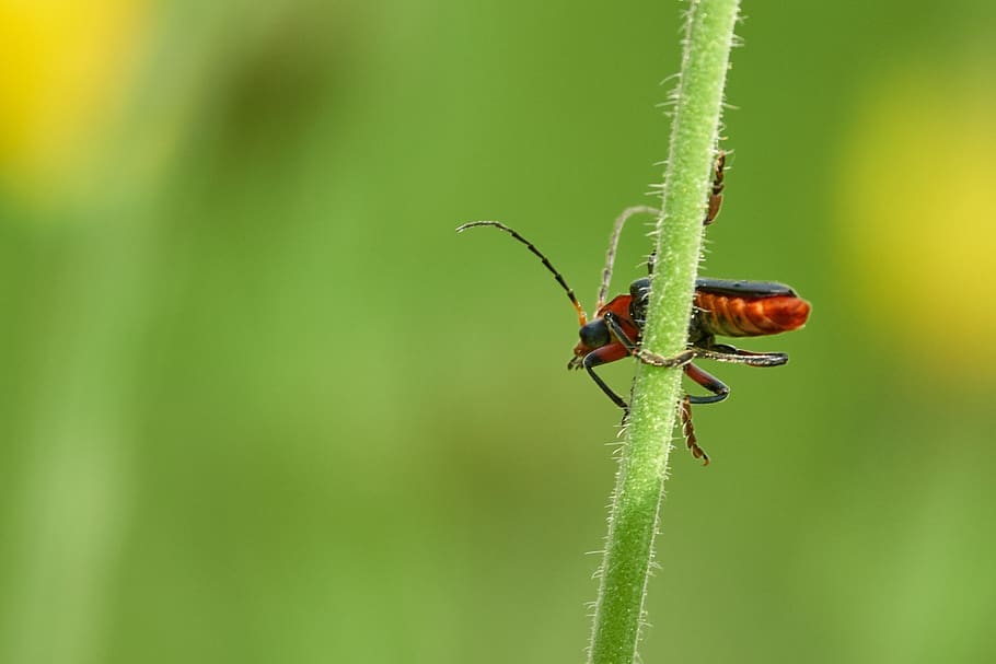 grass, beetle, red, macro, green, insect, animal wildlife, invertebrate HD wallpaper