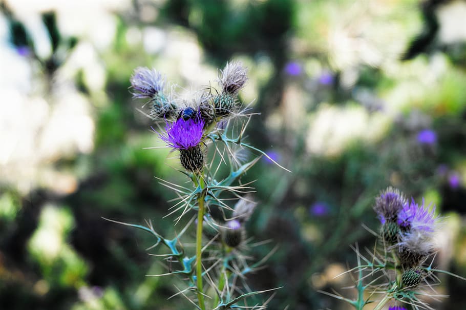 camping, nature, mount, flower, plant, flowering plant, purple HD wallpaper