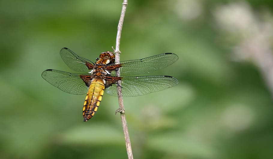 dragonfly, insect, nature, perched, wings, animal, animal Wing HD wallpaper