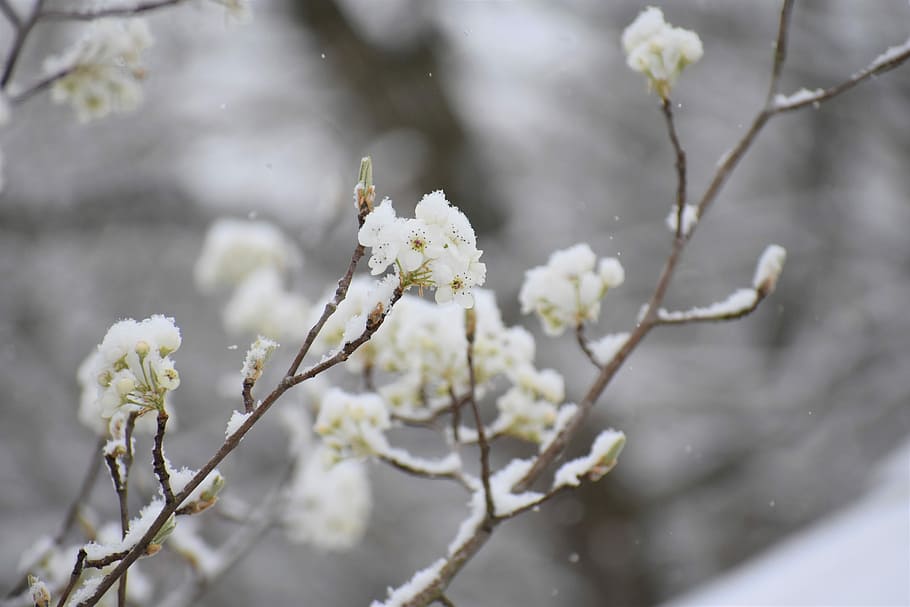 branch, tree, flower, nature, season, snow, snowy spring, plant HD wallpaper